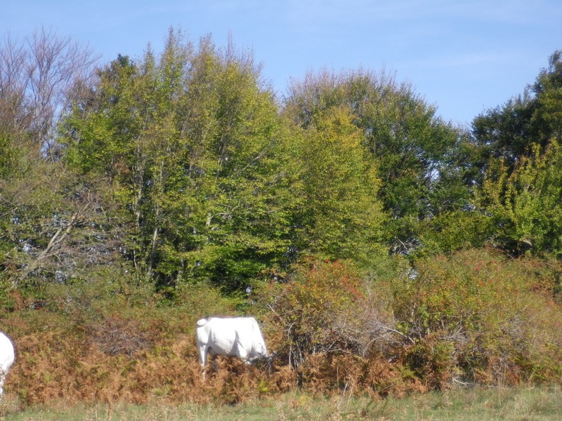 Una mattinata al San Vicino